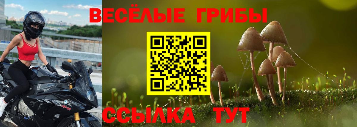 Псилоцибиновые грибы Psilocybine cubensis Отрадное